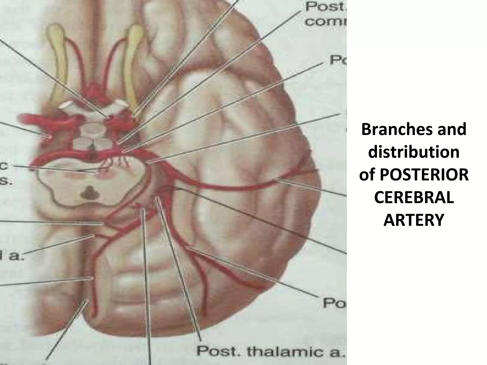 Clinical Anatomy Circle Of Willis & Cavernous Sinus | PPT