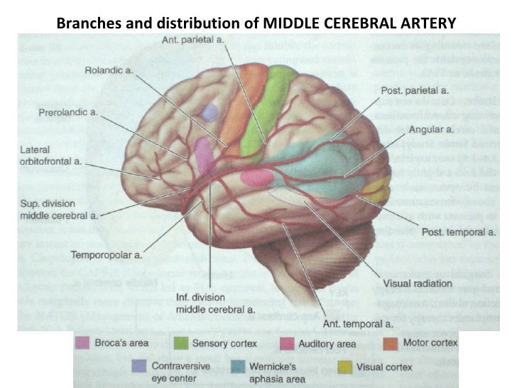 Diagram Showing Circle Of Willis Images - How To Guide And 