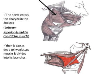 The nerve enters
the pharynx in the
2nd gap
(between
superior & middle
constrictor muscle)
then it passes
deep to hyoglossus
muscle & divides
into its branches.
 