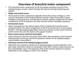 Overview of branchial motor component
• The branchial motor component of CN IX provides voluntary control of the
stylopharyngeus muscle, which elevates the pharynx during swallowing and
speech.
• Origin and central course
• The branchial motor component originates from the nucleus ambiguus in the
reticular formation of the medulla Rostral medulla. Fibers leaving the nucleus
ambiguus travel anteriorly and laterally to exit the medulla, along with the other
components of CN IX, between the olive and the inferior cerebellar peduncle.
• Intracranial course
• Upon emerging from the lateral aspect of the medulla the branchial motor
component joins the other components of CN IX to exit the skull via the jugular
foramen. The glossopharyngeal fibers travel just anterior to the cranial nerves X
and XI, which also exit the skull via the jugular foramen.
• Extra-cranial course and final innervation
• Upon exiting the skull the branchial motor fibers descend deep to the temporal
styloid process and wrap around the posterior border of the stylopharyngeus
muscle before innervating it.
• Voluntary control of the stylopharyngeus muscle
• Signals for the voluntary movement of stylopharyngeus muscle originate in the
pre-motor and motor cortex (in association with other cortical areas) and pass via
the corticobulbar tract in the posterior limb of the internal capsule to synapse
bilaterally on the ambiguus nuclei in the medulla.
 