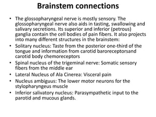 Brainstem connections
• The glossopharyngeal nerve is mostly sensory. The
glossopharyngeal nerve also aids in tasting, swallowing and
salivary secretions. Its superior and inferior (petrous)
ganglia contain the cell bodies of pain fibers. It also projects
into many different structures in the brainstem:
• Solitary nucleus: Taste from the posterior one-third of the
tongue and information from carotid baroreceptorsand
carotid body chemoreceptors
• Spinal nucleus of the trigeminal nerve: Somatic sensory
fibers from the middle ear
• Lateral Nucleus of Ala Cinerea: Visceral pain
• Nucleus ambiguus: The lower motor neurons for the
stylopharyngeus muscle
• Inferior salivatory nucleus: Parasympathetic input to the
parotid and mucous glands.
 