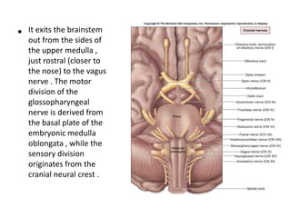 • It exits the brainstem
out from the sides of
the upper medulla ,
just rostral (closer to
the nose) to the vagus
nerve . The motor
division of the
glossopharyngeal
nerve is derived from
the basal plate of the
embryonic medulla
oblongata , while the
sensory division
originates from the
cranial neural crest .
 