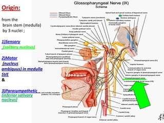 Origin:
from the
brain stem (medulla)
by 3 nuclei ;
1)Sensory
(solitary nucleus)
2)Motor
(nucleus
ambiguus) in medulla
SVE
&
3)Parasympathetic
(inferior salivary
nucleus)
 