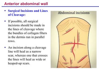 Clinical anatomy of abdominal wall and pelvic wall | PPT