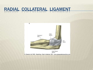 RADIAL COLLATERAL LIGAMENT
 