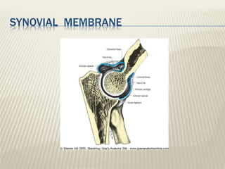 SYNOVIAL MEMBRANE
 