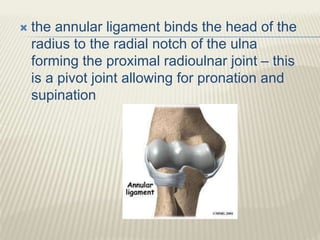  the annular ligament binds the head of the
radius to the radial notch of the ulna
forming the proximal radioulnar joint ...