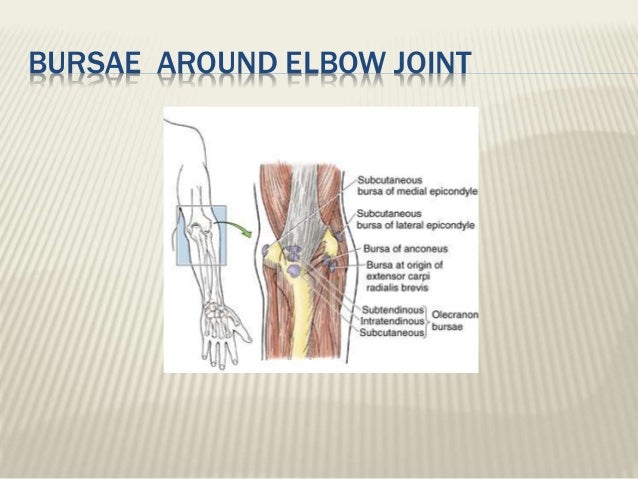 Clinical anatomy of elbow