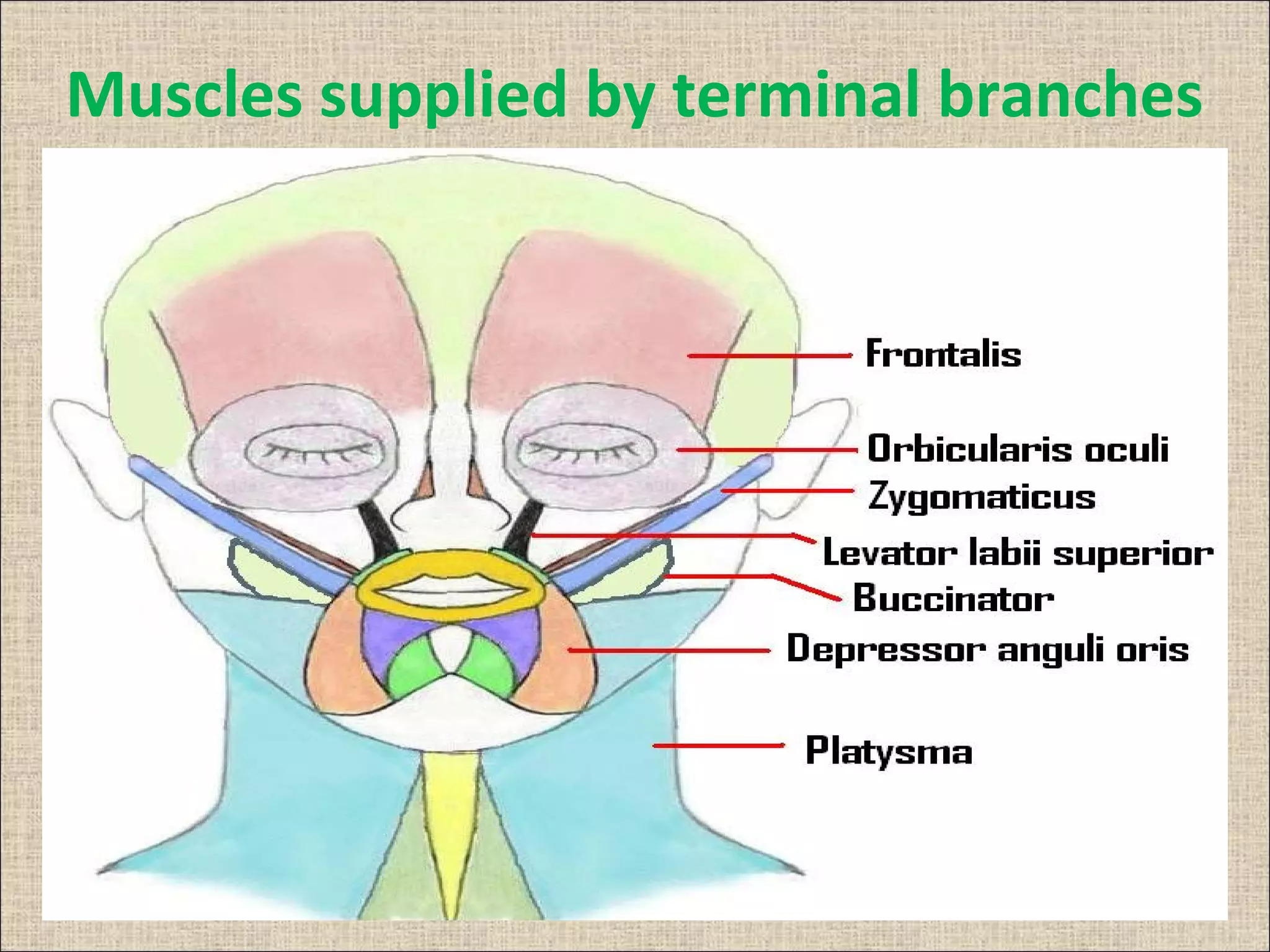 Clinical anatomy of facial nerve and facial nerve palsy | PPT