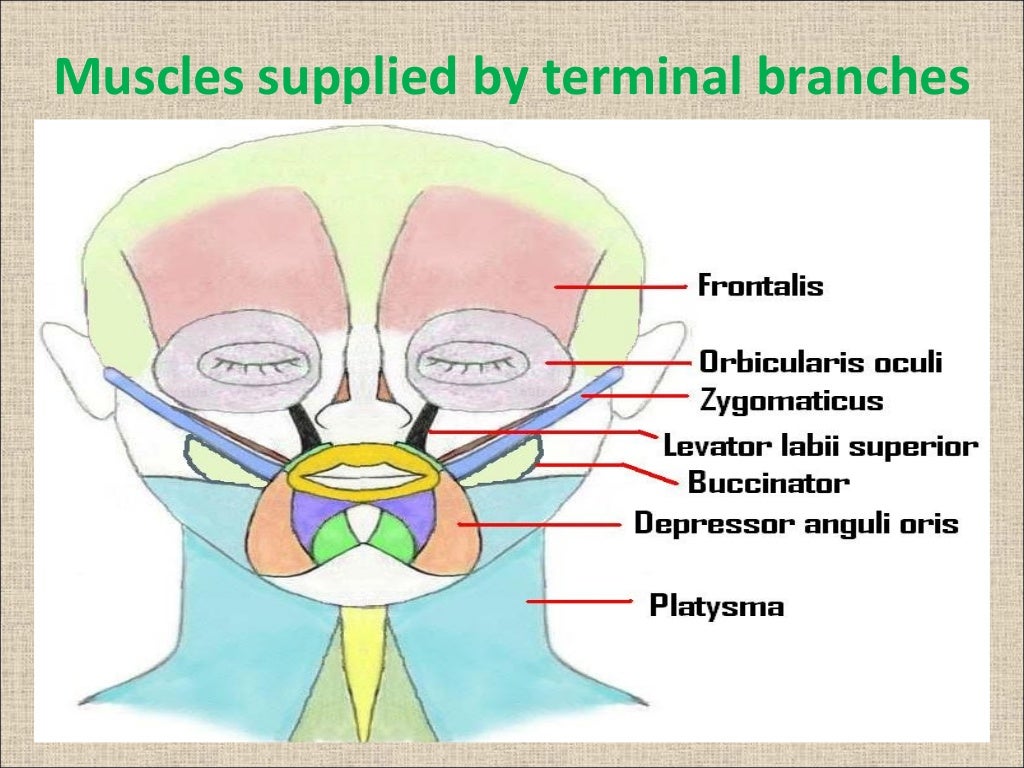 Facial Nerve Anatomy Netter