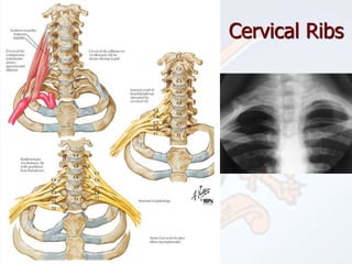 Clinical anatomy of Head and neck.ppt
