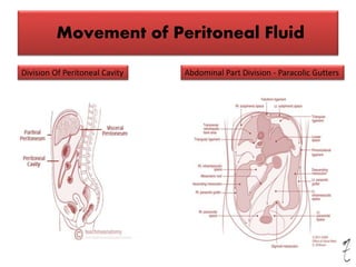 Clinical anatomy of peritoneum