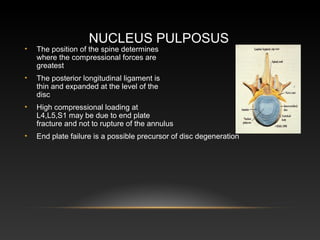 Pulpus Clinical anatomy of_the_back by- dr. armaan singh | PPT