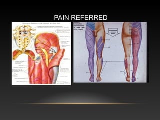 Clinical anatomy of_the_back by- dr. armaan singh | PPT