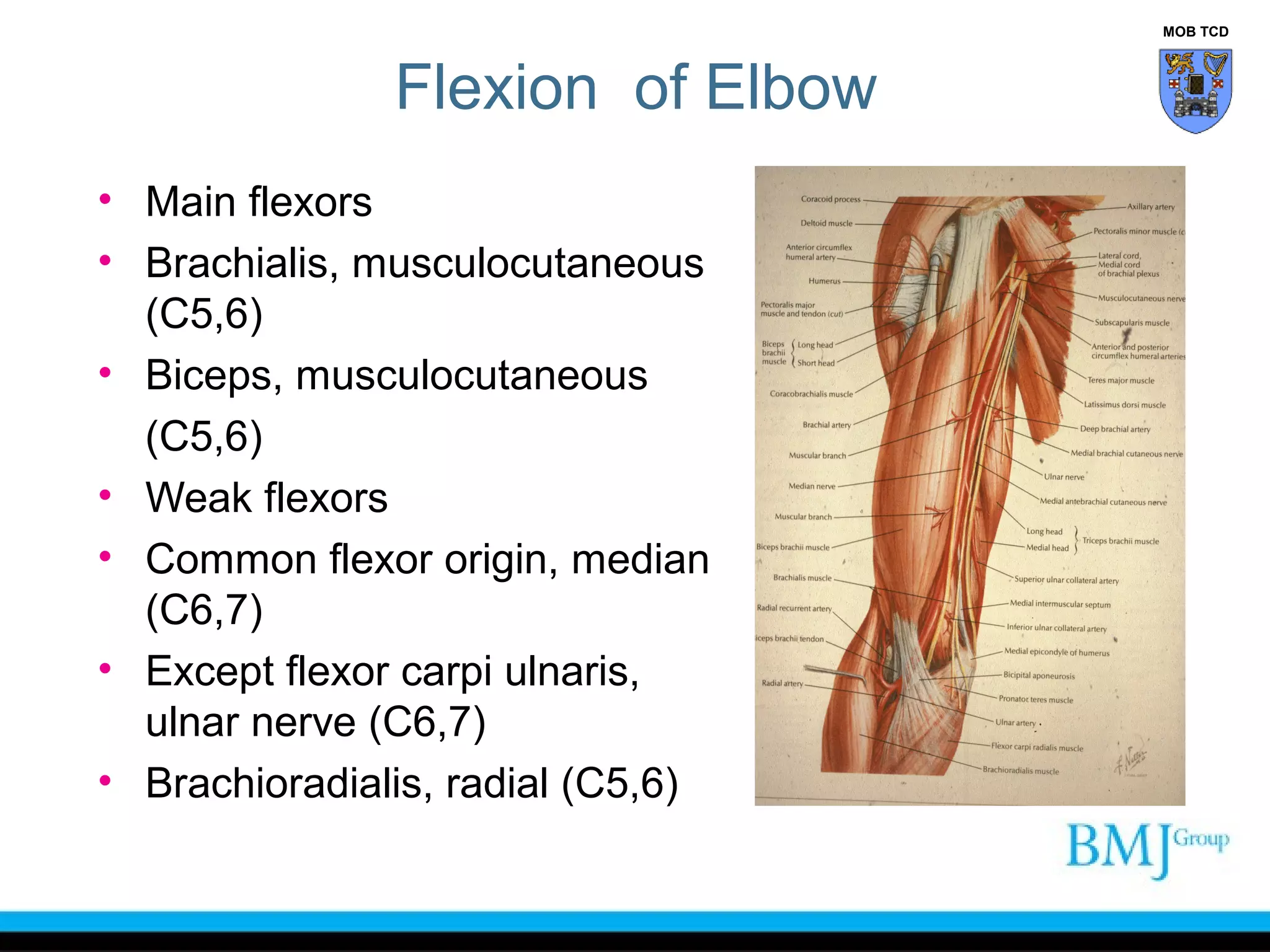 Clinical anatomy of the elbow | PPT