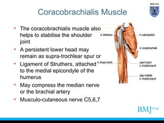 Clinical anatomy of the elbow | PPT