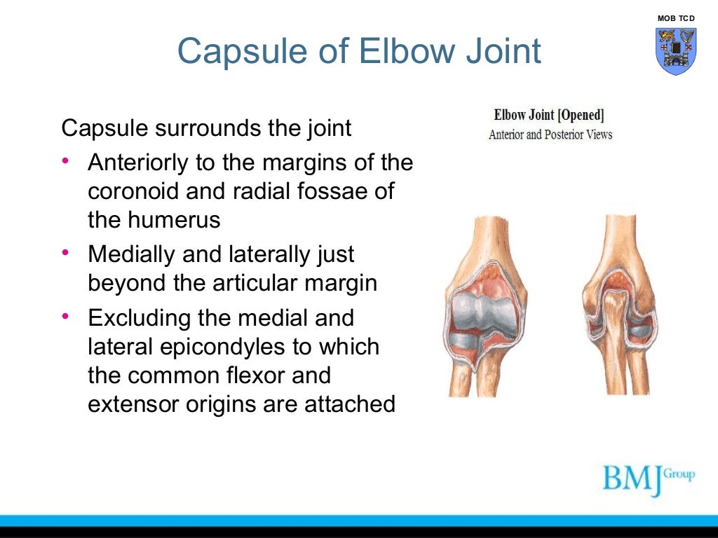 Clinical anatomy of the elbow