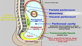Peritoneum Defect CLINICAL ANATOMY OF THE PERITONEUM PowerPoint Presentation | PPTX