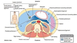 Peritoneum Defect CLINICAL ANATOMY OF THE PERITONEUM PowerPoint Presentation | PPTX