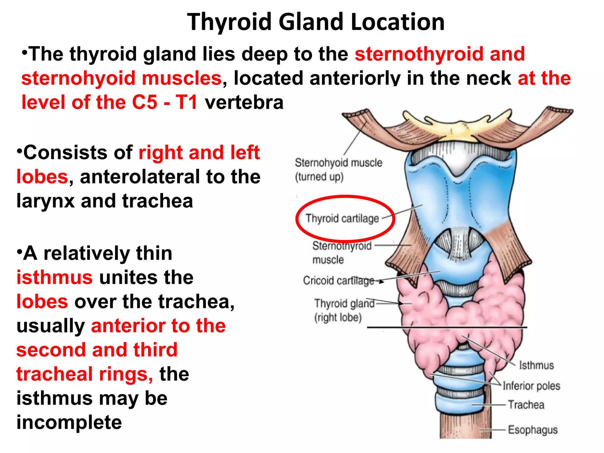 Clinical Anatomy Of Thyroid Gland PPT Clinical Anatomy Of Thyroid Gland PPT