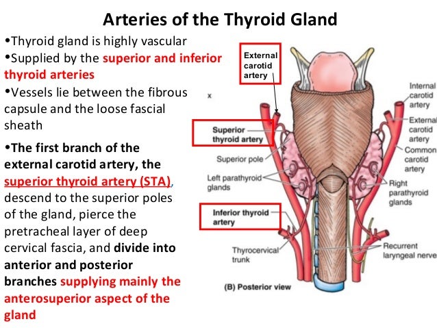 Clinical anatomy of Thyroid gland