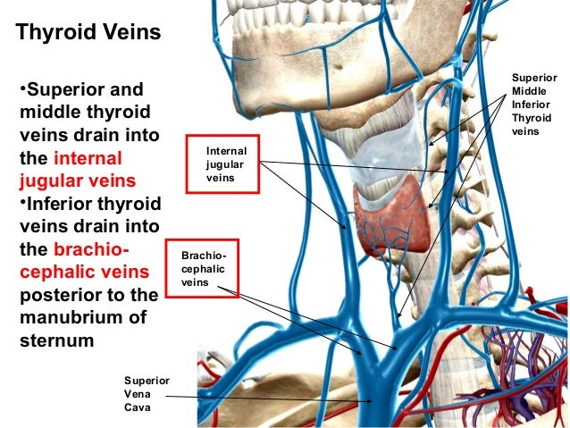 Clinical anatomy of Thyroid gland