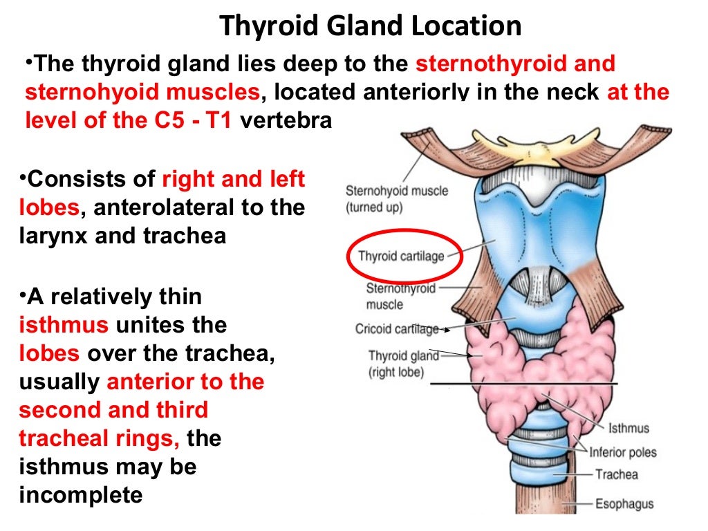 Clinical Anatomy Of Thyroid Gland