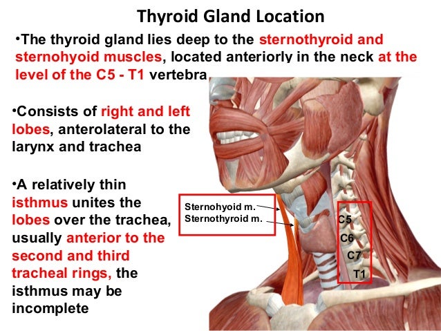clinical anatomy of thyroid gland