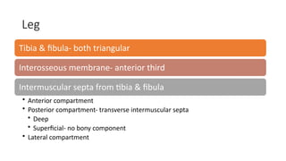 CLINICAL ANATOMY OF UPPER & LOWER LIMB.pptx