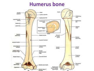 Humerus bone
 