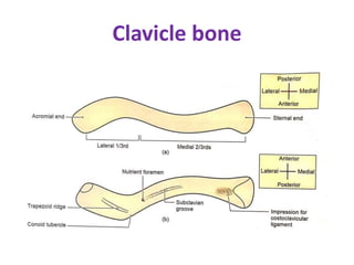Clavicle bone
 