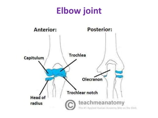 Elbow joint
 