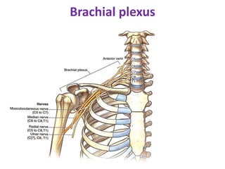 Brachial plexus
 