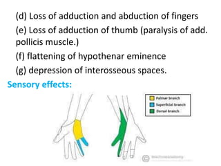 (d) Loss of adduction and abduction of fingers
(e) Loss of adduction of thumb (paralysis of add.
pollicis muscle.)
(f) flattening of hypothenar eminence
(g) depression of interosseous spaces.
Sensory effects:
 