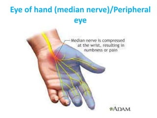Eye of hand (median nerve)/Peripheral
eye
 