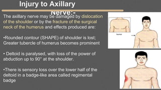 Injury to Axillary
Nerve:-
The axillary nerve may be damaged by dislocation
of the shoulder or by the fracture of the surgical
neck of the humerus and effects produced are:
•Rounded contour (SHAPE) of shoulder is lost;
Greater tubercle of humerus becomes prominent
• Deltoid is paralysed, with loss of the power of
abduction up to 90° at the shoulder.
•There is sensory loss over the lower half of the
deltoid in a badge-like area calIed regimental
badge
 
