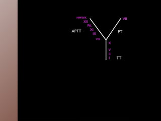 PT
APTT
HMWK
XII
PK
XI
IX
VIII
VII
X
V
II
I TT
 