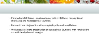  Plasmodium falcifarum– combination of indirect BR from hemolysis and

cholestatic and hepatocellular jaundice.
 Poor outcomes in jaundice with encephalopathy and renal failure
 Weils disease-severe presentation of leptospirosis-jaundice, with renal failure

ass with headache and myalgias.

 