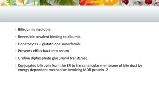  Bilirubin is insoluble
 Reversible covalent binding to albumin.
 Hepatocytes – glutathione superfamily.
 Prevents efflux back into serum
 Uridine diphosphate glucuronyl transferase.
 Conjugated bilirubin from the ER to the canalicular membrane of bile duct by

energy dependent mechanism involving MDR protein -2

 