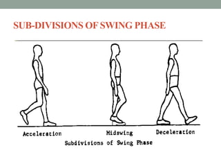 SUB-DIVISIONS OFSWING PHASE
 