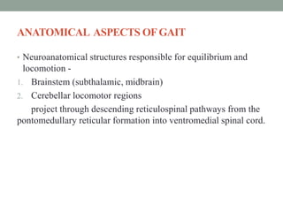 ANATOMICAL ASPECTS OFGAIT
• Neuroanatomical structures responsible for equilibrium and
locomotion -
1. Brainstem (subthalamic, midbrain)
2. Cerebellar locomotor regions
project through descending reticulospinal pathways from the
pontomedullary reticular formation into ventromedial spinal cord.
 