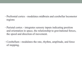 • Prefrontal cortex - modulates midbrain and cerebellar locomotor
regions
• Parietal cortex - integrates sensory inputs indicating position
and orientation in space, the relationship to gravitational forces,
the speed and direction of movement.
• Cerebellum - modulates the rate, rhythm, amplitude, and force
of stepping.
 
