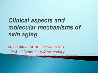 Clinical aspects and molecular mechanisms of skin aging M.YOUSRY   ABDEL_MAWLA,MD   Prof   of Dermatology&Venereology Zagazig  Faculty of  Medicine,Zagazig,EGYPT 