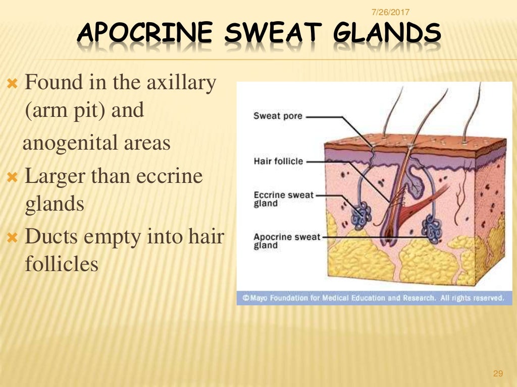 Clinical Aspects Of Swedana And Its Mode Of Action