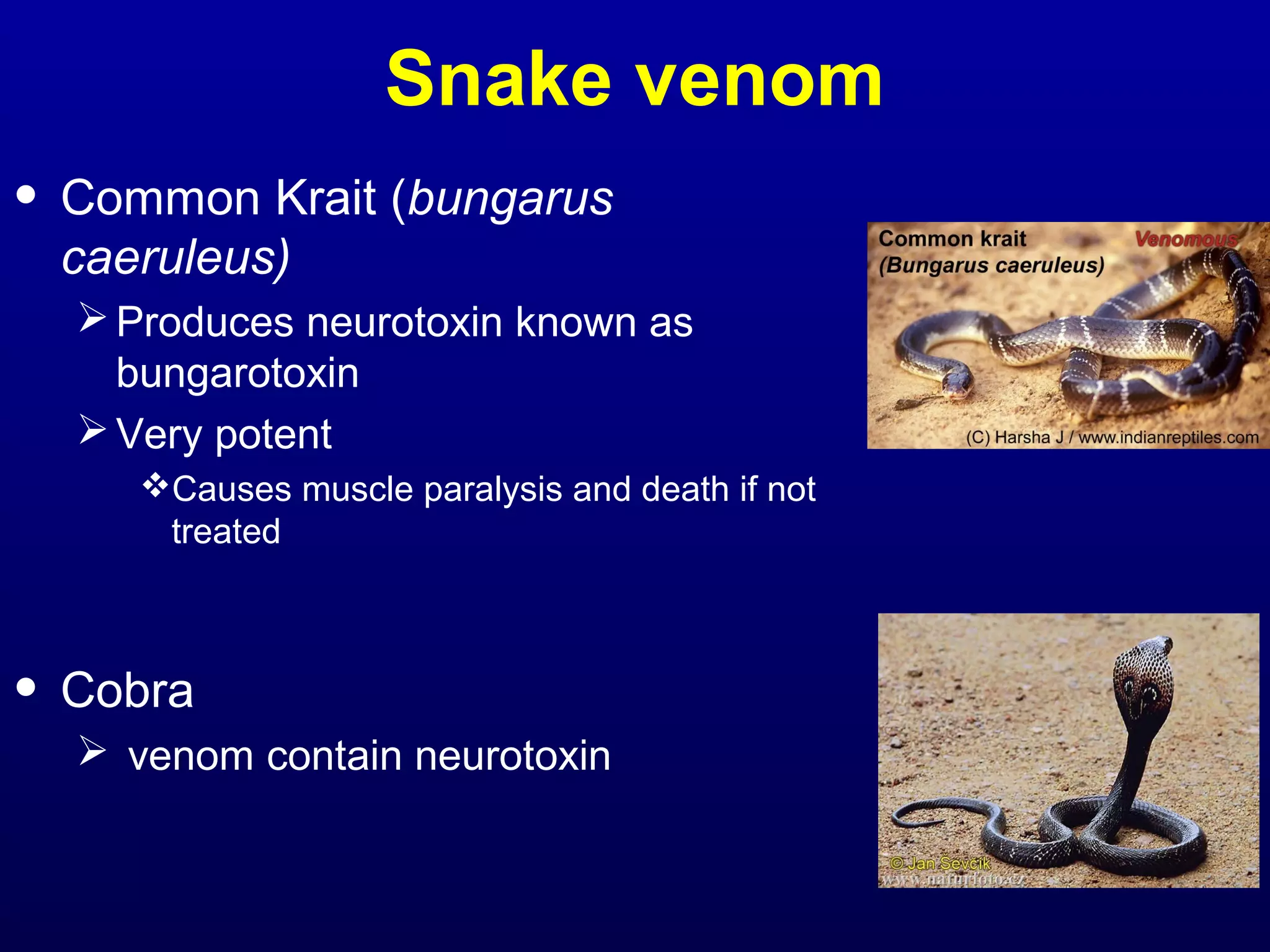 Snake venom 
• Common Krait (bungarus 
caeruleus) 
Produces neurotoxin known as 
bungarotoxin 
Very potent 
Causes muscle paralysis and death if not 
treated 
• Cobra 
 venom contain neurotoxin 
 