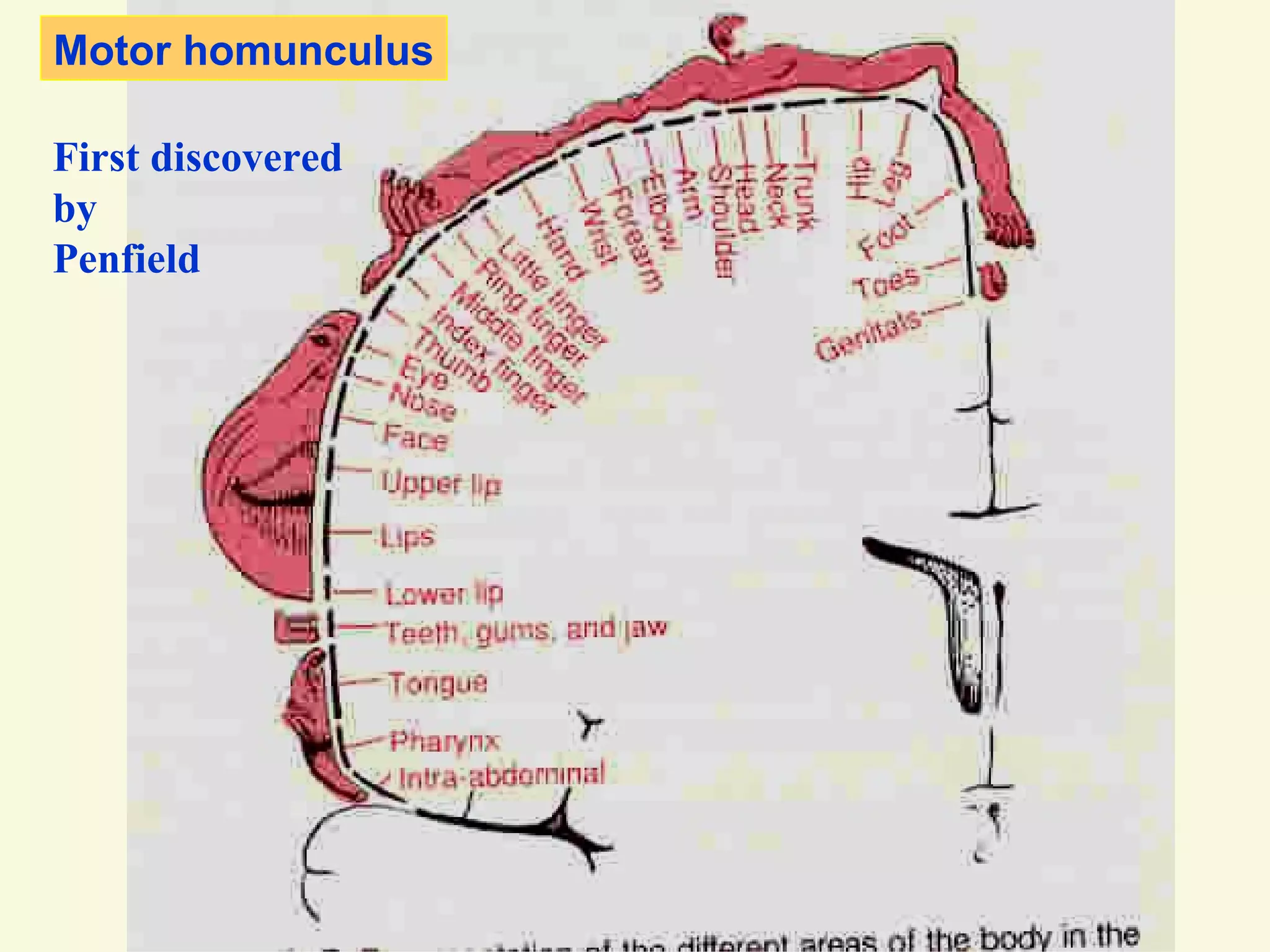 Motor homunculus 
First discovered 
by 
Penfield 
 