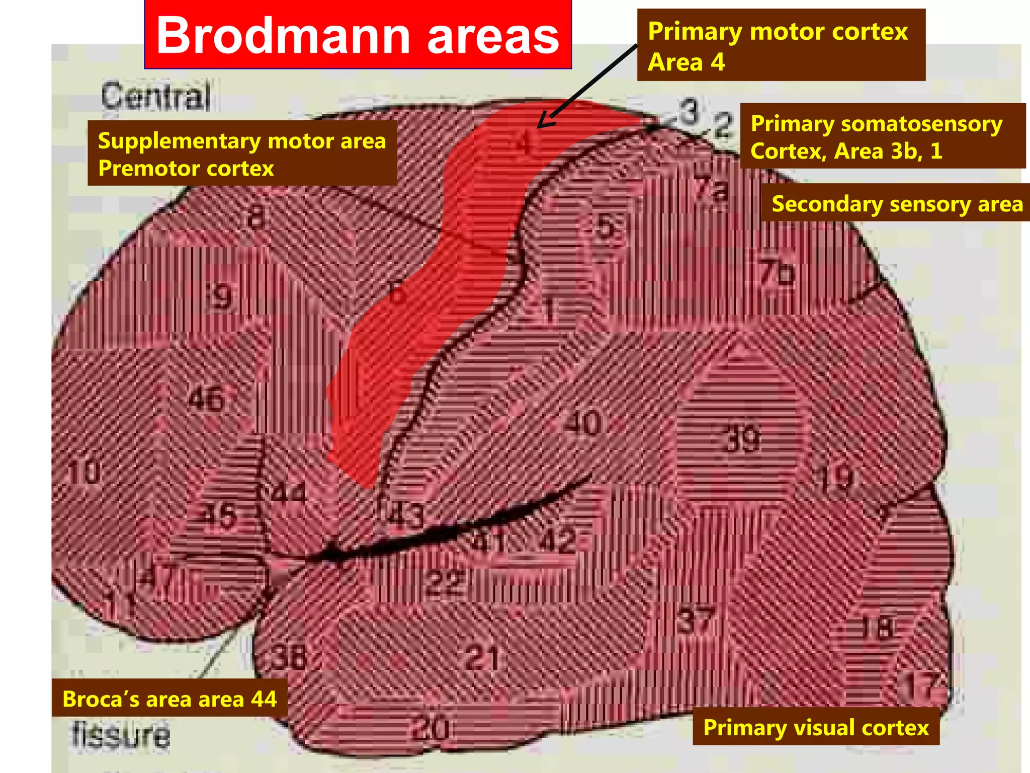 Brodmann areas Primary motor cortex 
Area 4 
Primary somatosensory 
Cortex, Area 3b, 1 
Primary visual cortex 
Supplementary motor area 
Premotor cortex 
Broca’s area area 44 
Secondary sensory area 
 