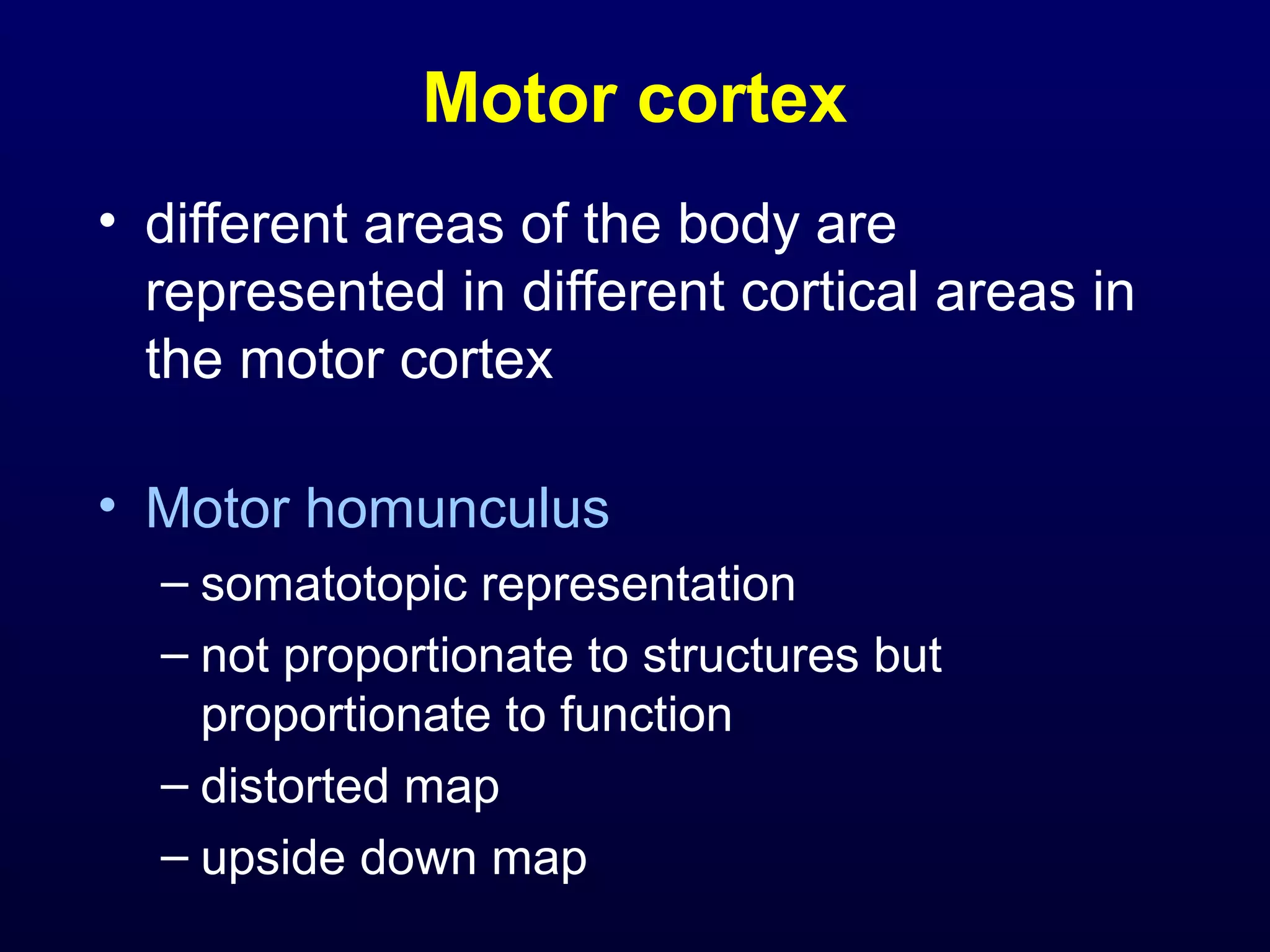 Motor cortex 
• different areas of the body are 
represented in different cortical areas in 
the motor cortex 
• Motor homunculus 
– somatotopic representation 
– not proportionate to structures but 
proportionate to function 
– distorted map 
– upside down map 
 