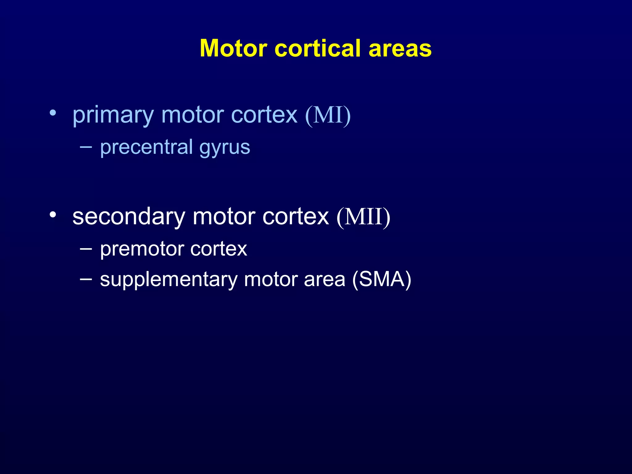 Motor cortical areas 
• primary motor cortex (MI) 
– precentral gyrus 
• secondary motor cortex (MII) 
– premotor cortex 
– supplementary motor area (SMA) 
 