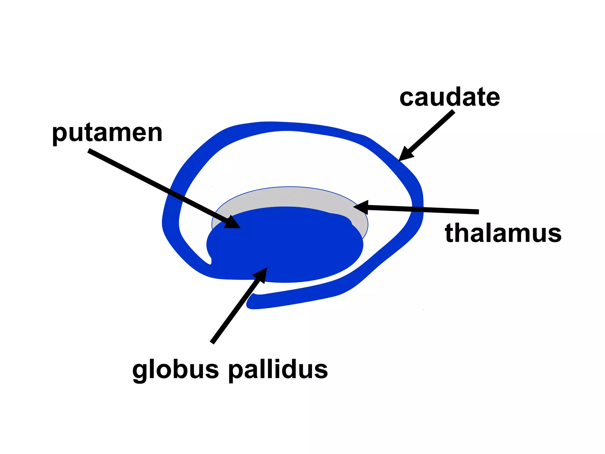 thalamus 
putamen 
globus pallidus 
caudate 
 